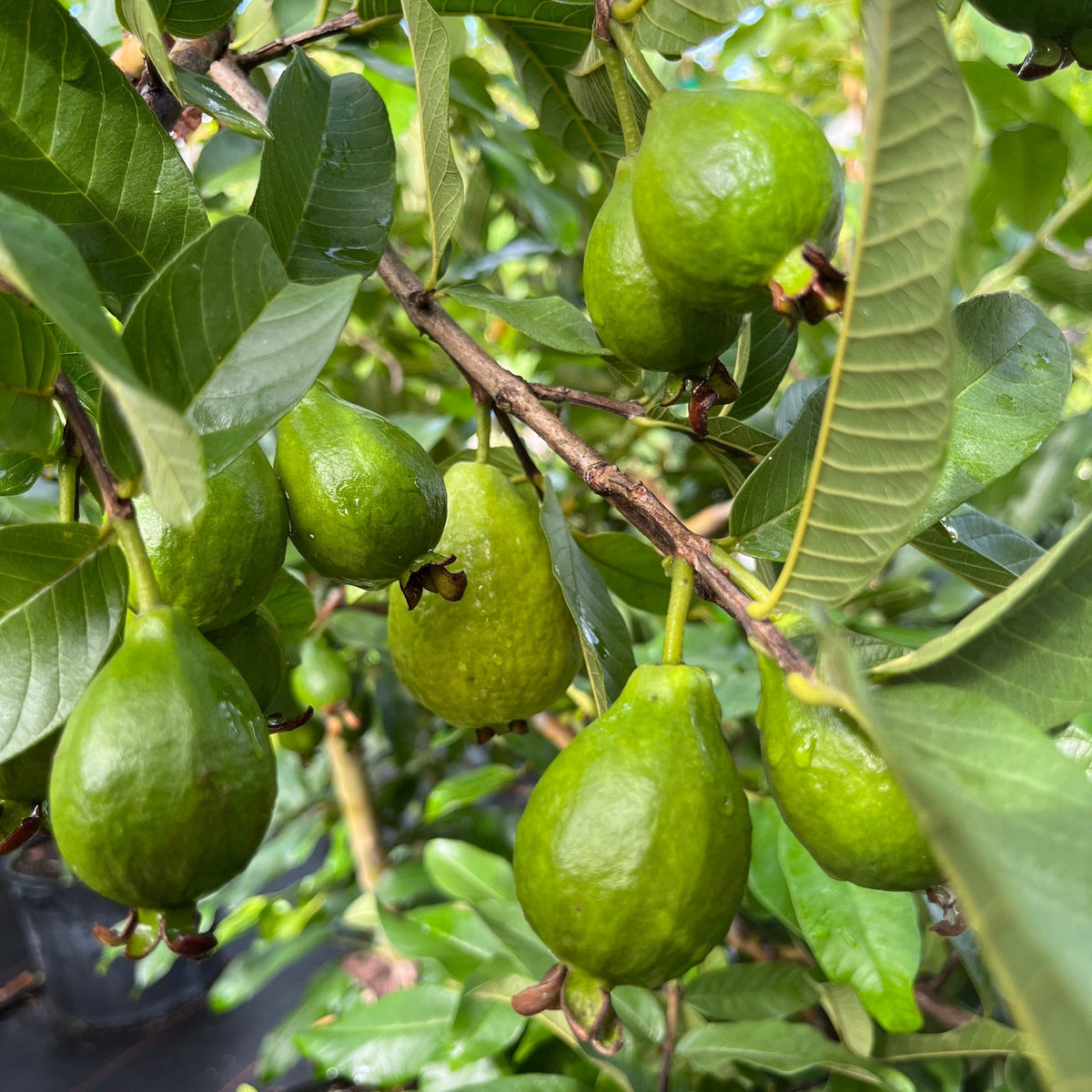 Guava – Incredible Edible Landscapes