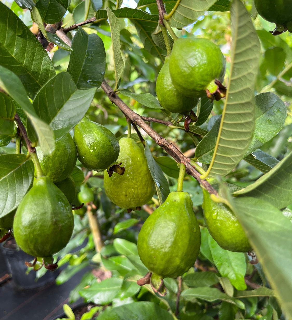 South FL's #1 Food Forest Supply Source – Incredible Edible Landscapes