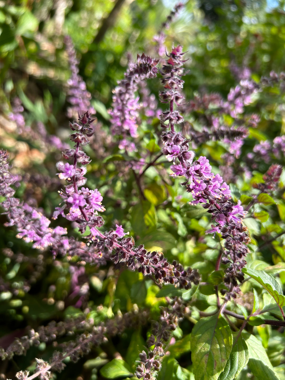 Basil Plant ‘African Blue’ – Incredible Edible Landscapes