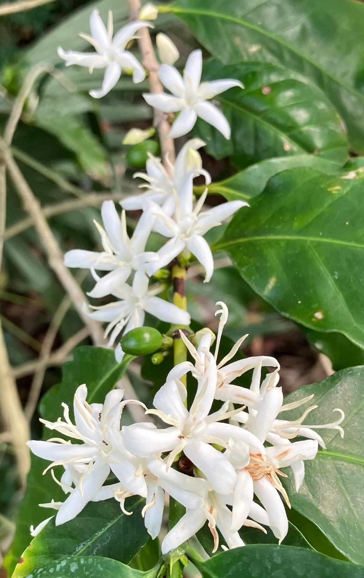 Arabica Coffee Tree – Incredible Edible Landscapes