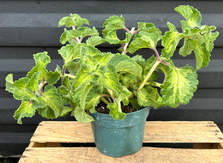 Herbs, Spices, and Medicinal Plants – Incredible Edible Landscapes