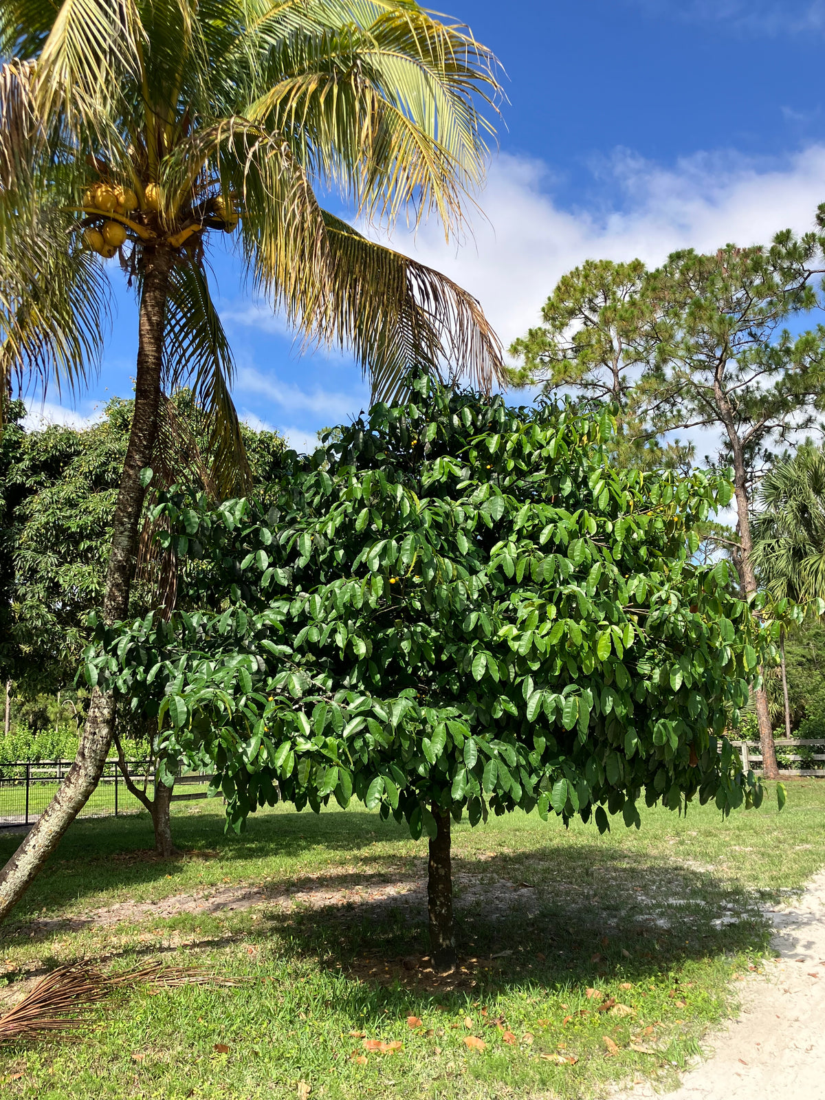 Lemondrop Mangosteen Tree – Incredible Edible Landscapes