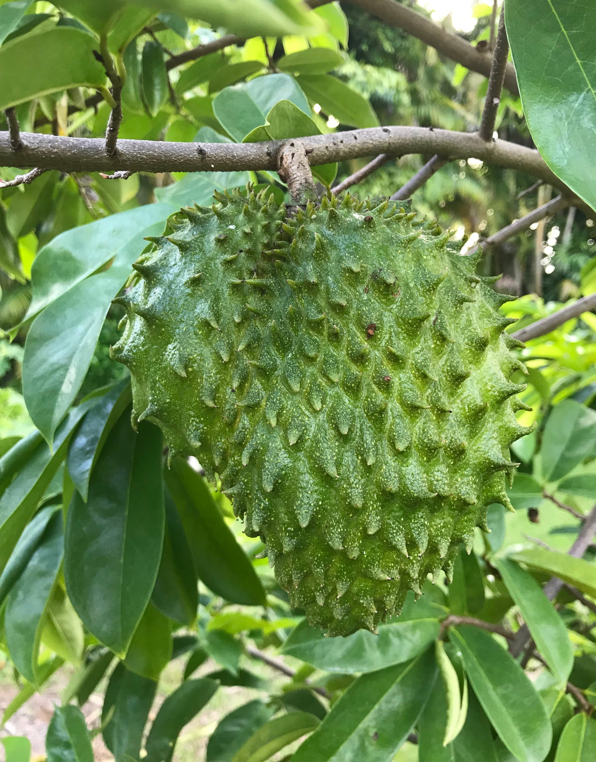 Soursop Tree (from seed) – Incredible Edible Landscapes