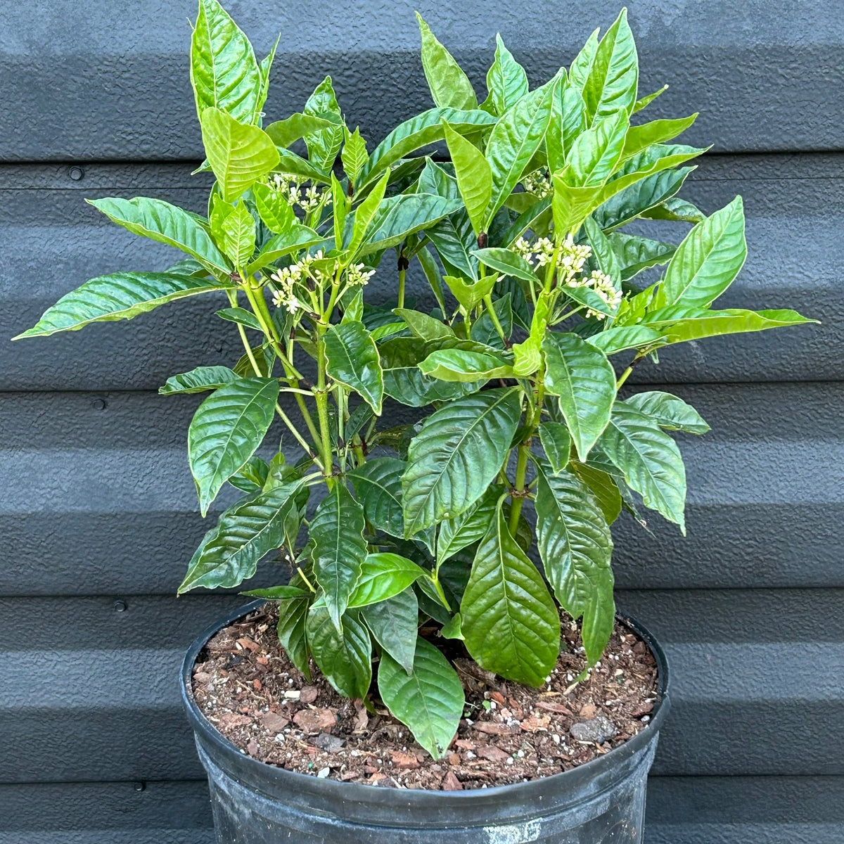 Wild Coffee Plant – Incredible Edible Landscapes