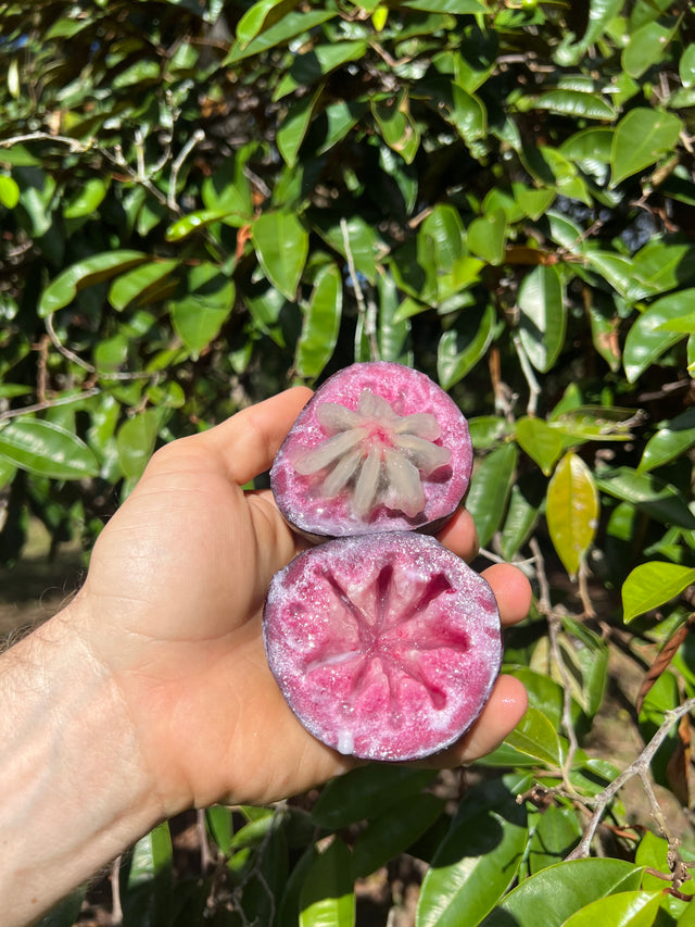 Caimito Tree (purple) – Incredible Edible Landscapes